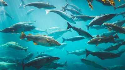 cod-idioms2