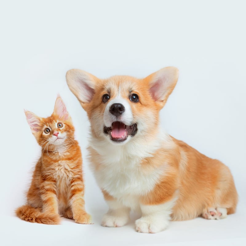 an organ kitten next to a corgi